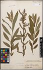 Foto von Salix caprea L. x Salix purpurea L. x Salix viminalis L.